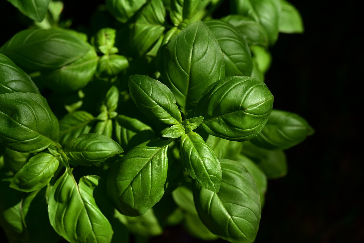 Fresh basil leaves on a potted herb plant